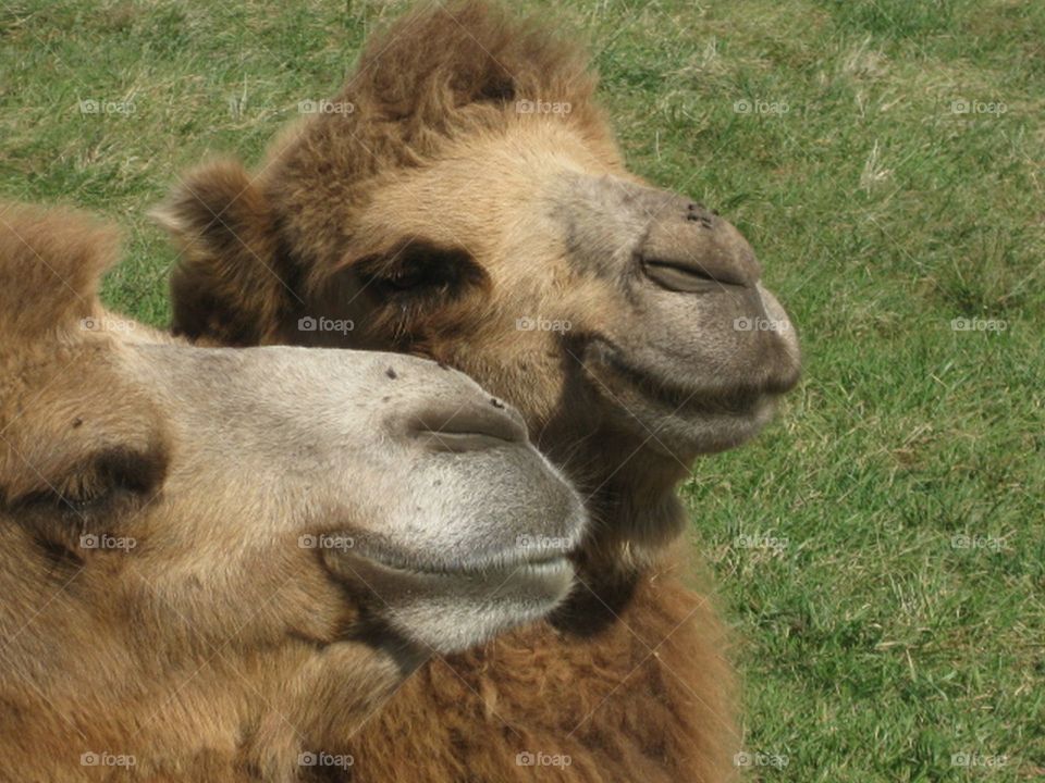 Close up of camels