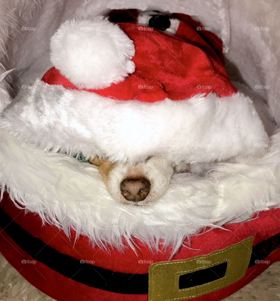 Dog relaxes in Santa suit and Santa bed 