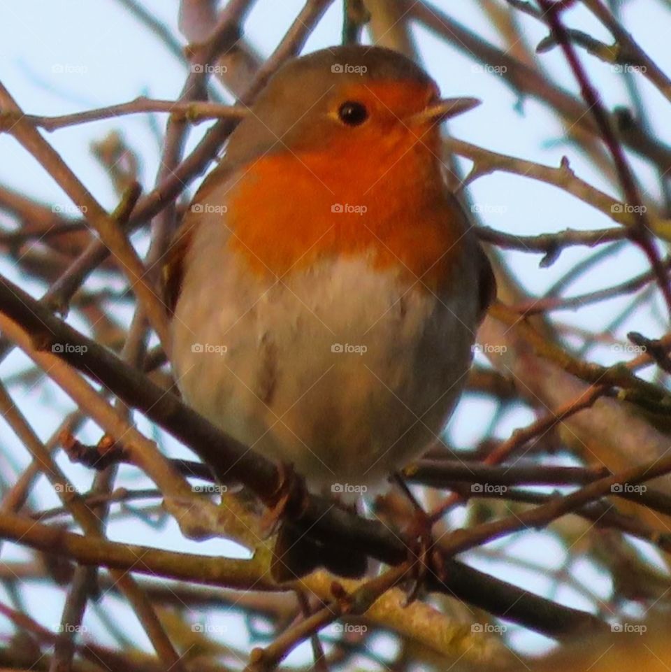 Robin