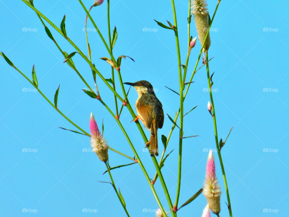 Bird photography - Bird sitting on grass having blue background.