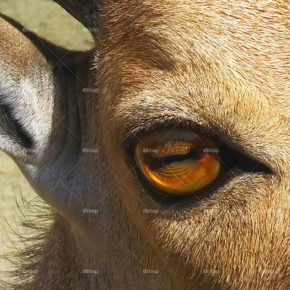 goat eye up close