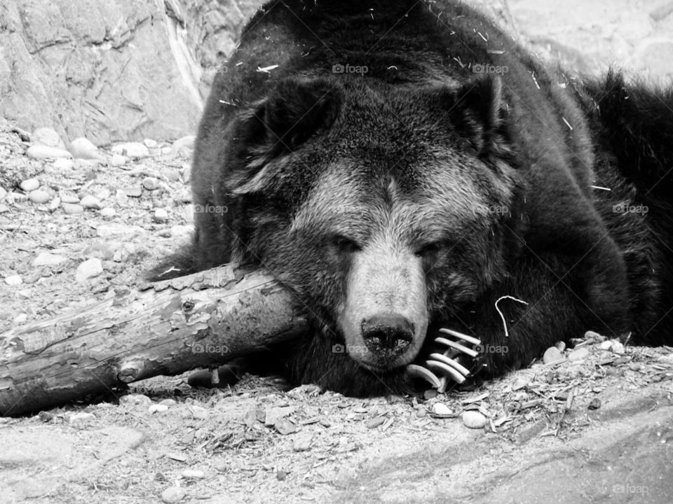 A bear at rest