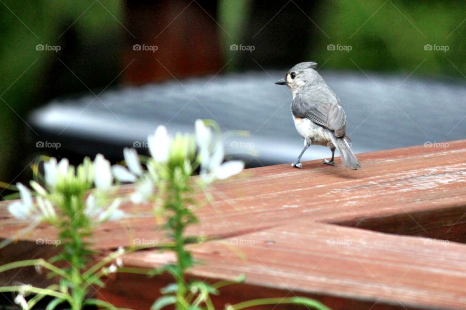 Close-up of junco perching on deck