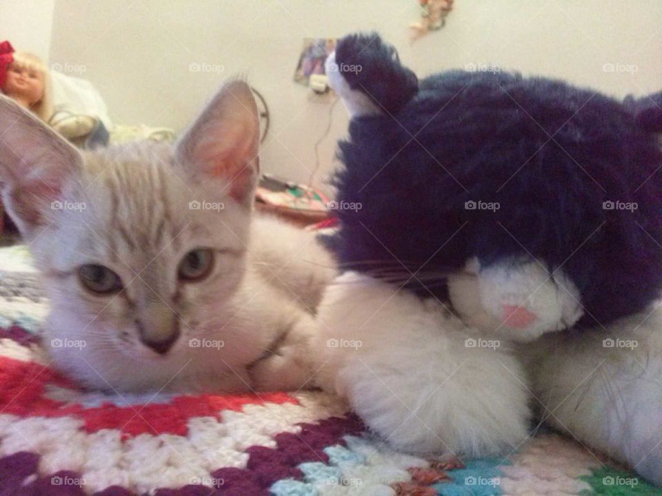 gato con su peluche