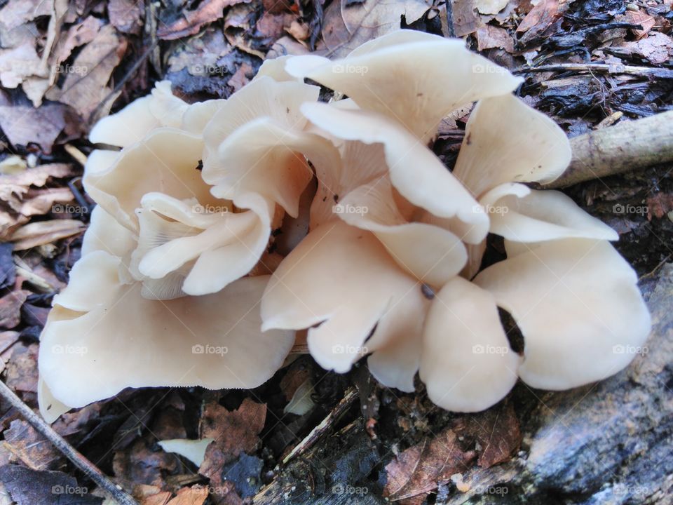 Wild mushroom #2