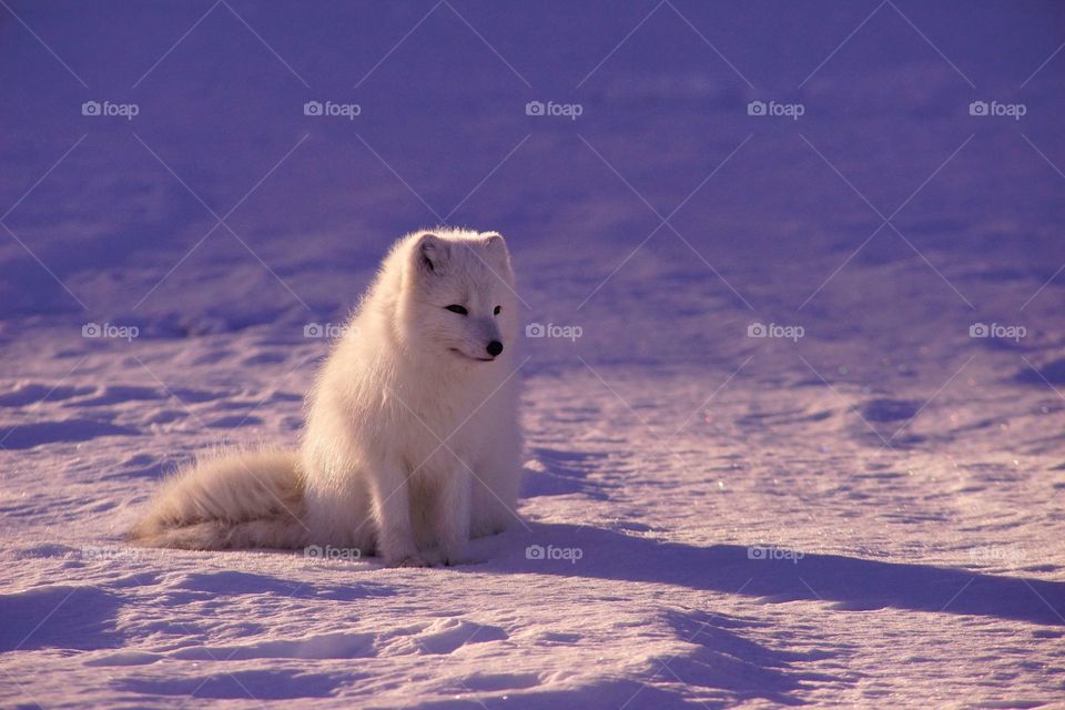 Arctic Fox #animals so cute