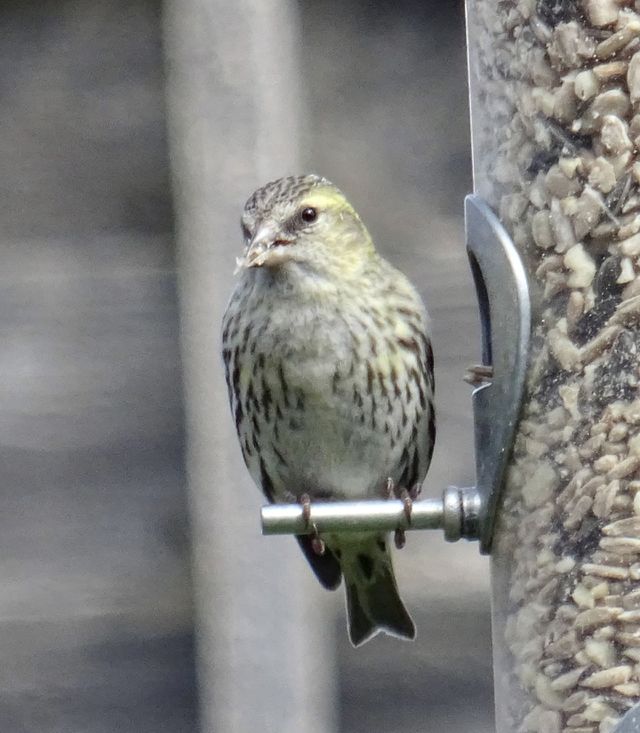 Female siskin