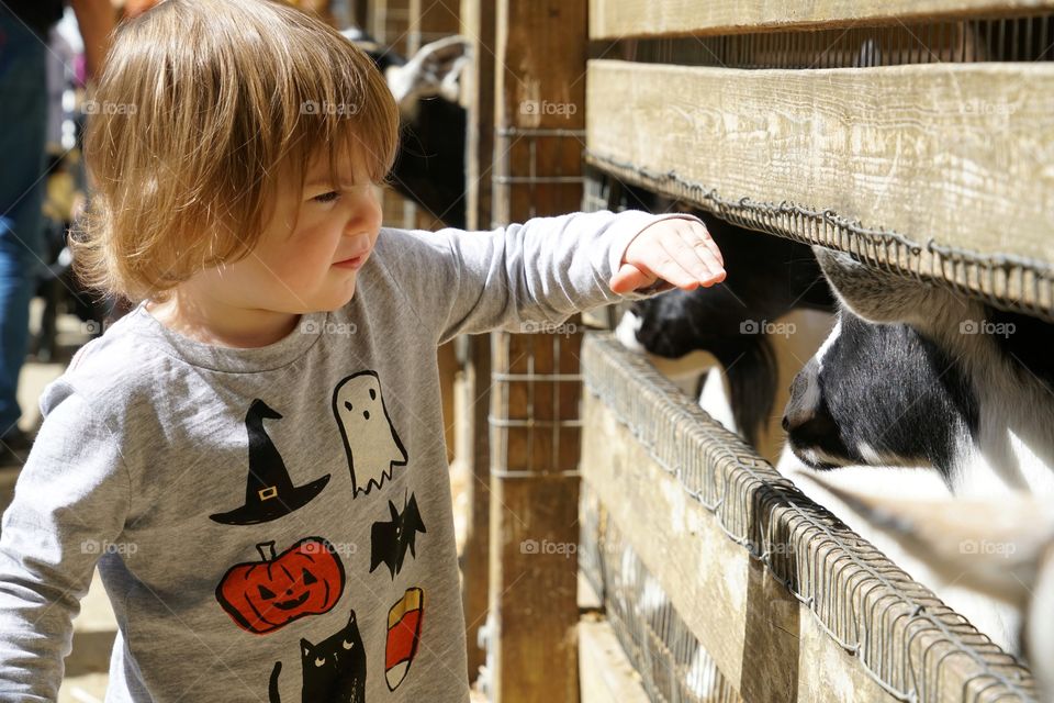 Little Girl Petting A Goat