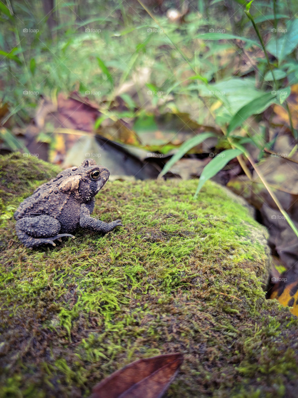 toad in the woods