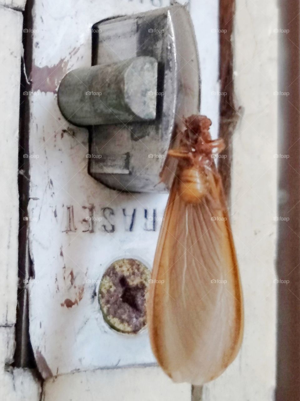 Isoptera is hanging by spider silk on the latch.