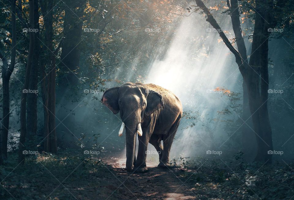 walking elephant