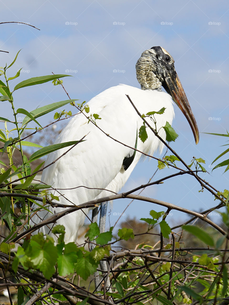 Wood Stork posing