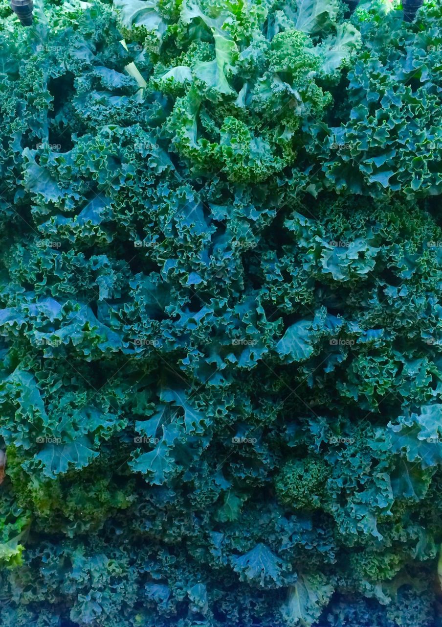 Full frame of broccoli