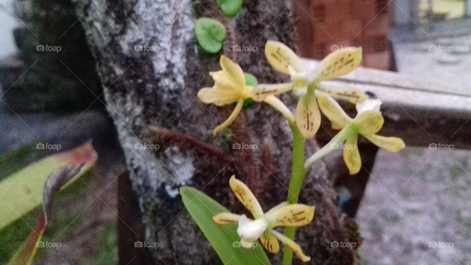 mini orquídea