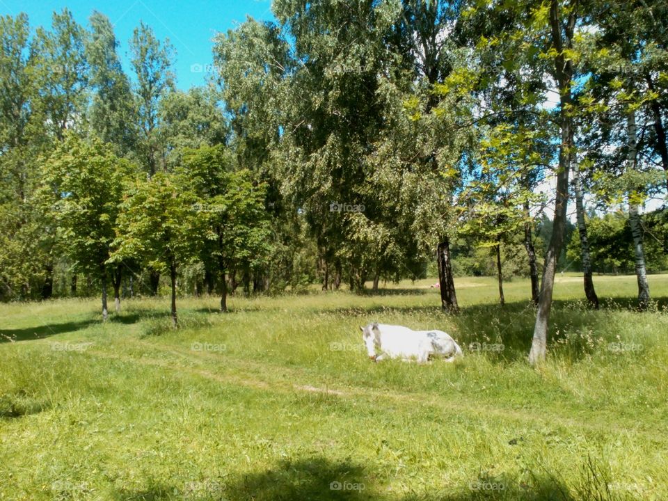 Landscape, Tree, Nature, Grass, Rural