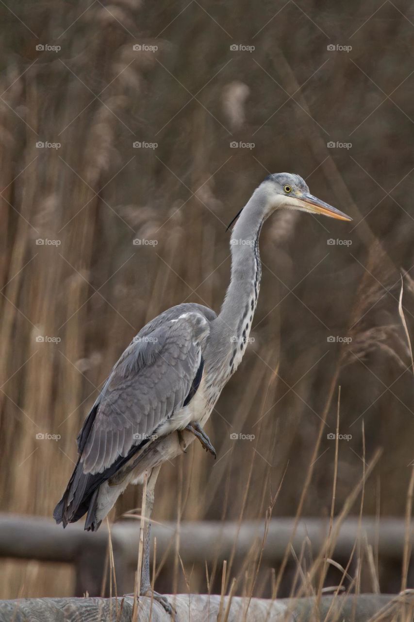 Das Bild zeigt einen majestätischen Graureiher, der auf einer hölzernen Brücke zwischen Schilf und Gewässer steht. Sein silbergrau schimmerndes Gefieder und sein langer Hals verleihen ihm eine elegante Ausstrahlung.