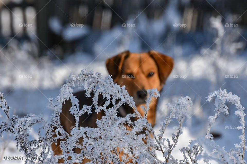 Winter dog