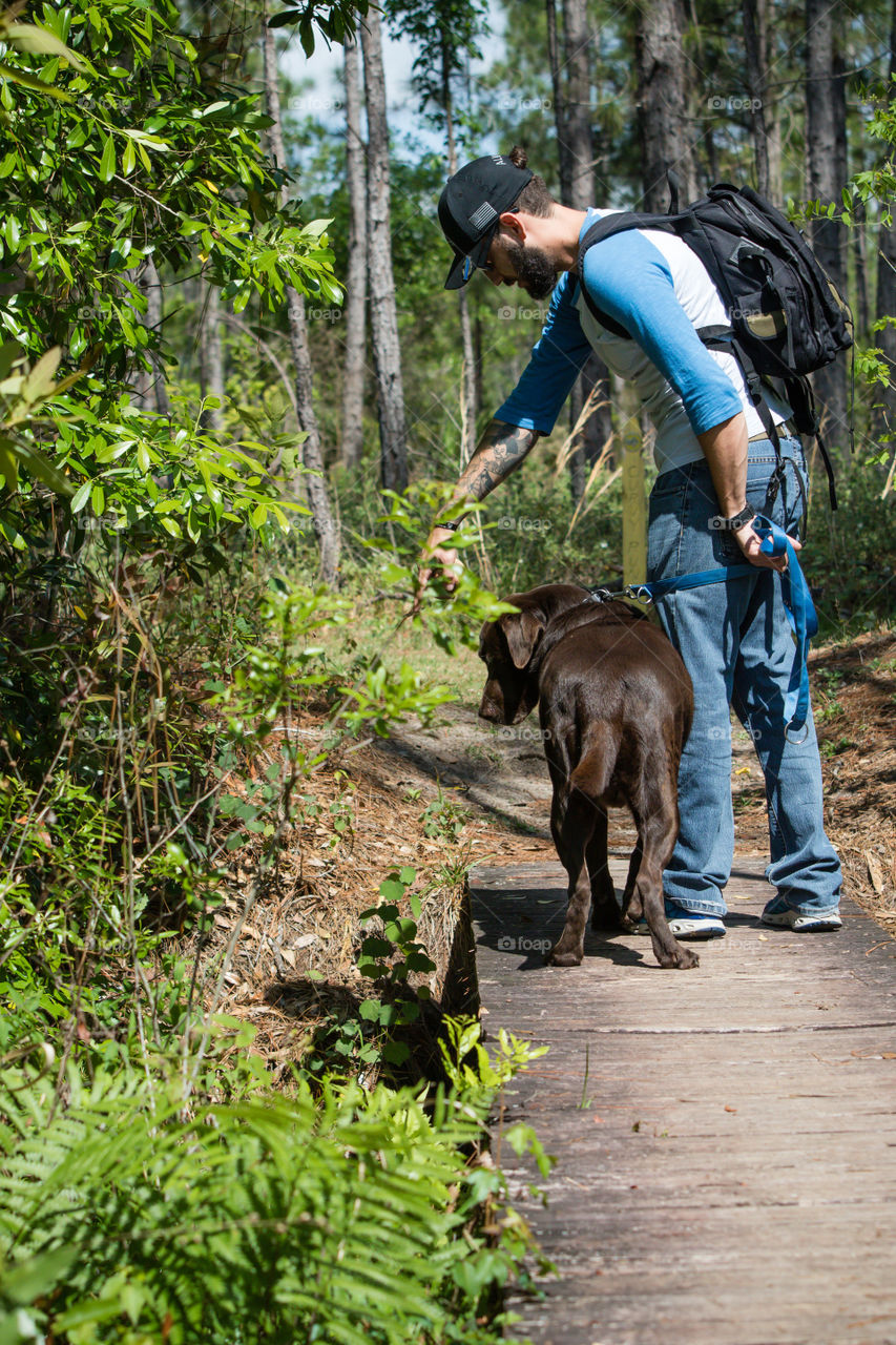 Pet time walk on trail with chocolate lab