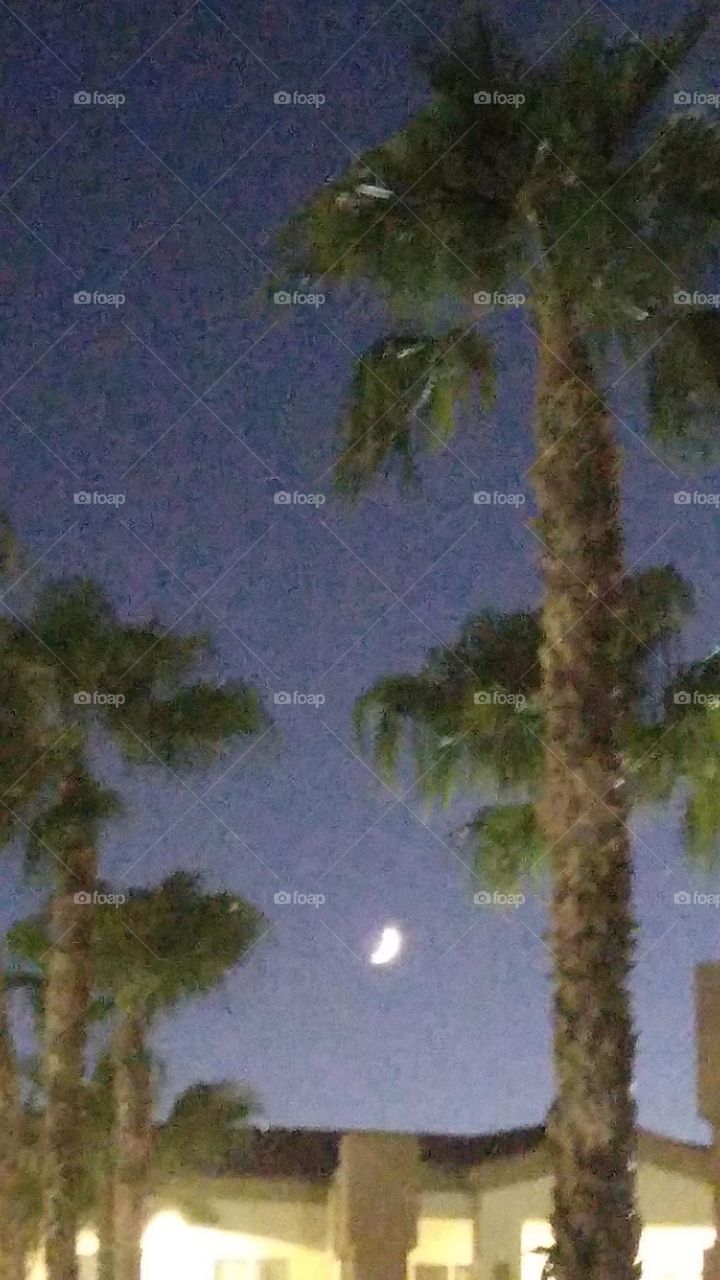 A picture 📸 of the moon and palm trees 🌴 on a beautiful fall night.