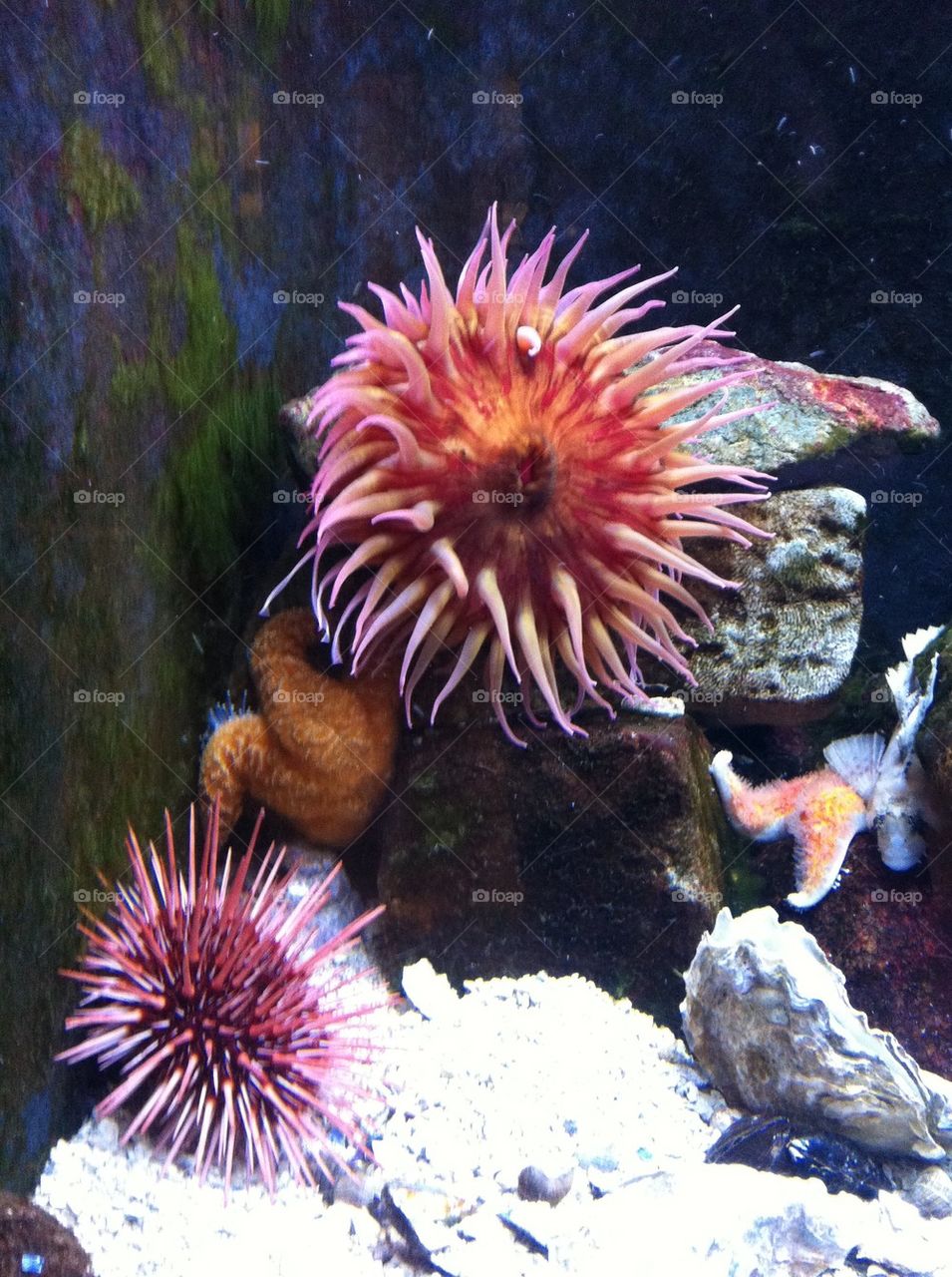 Aquarium full of color