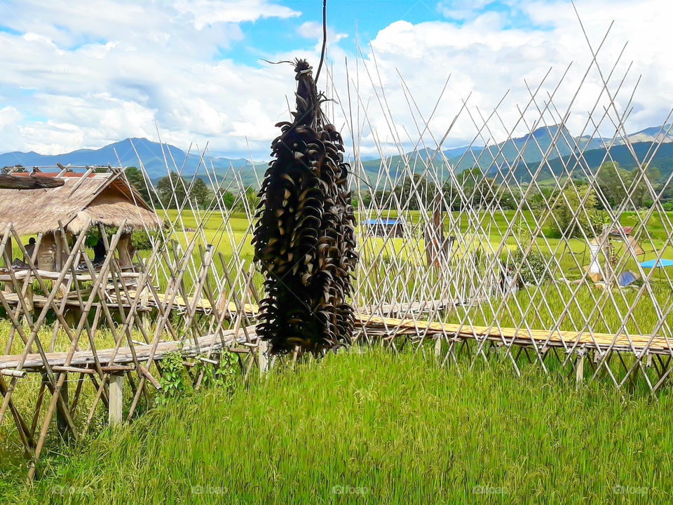 Boardwalk on the rice paddies of the coffee shop is a place where tourist PUA district, Nan province