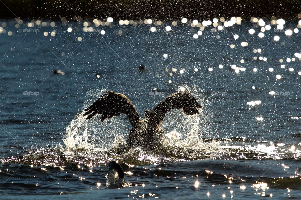 Goose Bathing