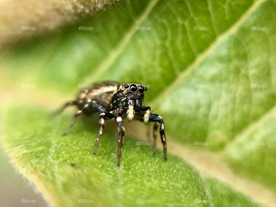 Jumper spider | Photo with iPhone 7 + macro lens.