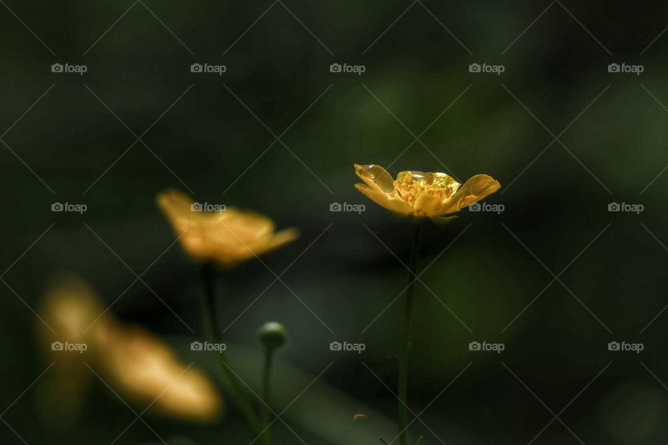 Yellow wild flowers