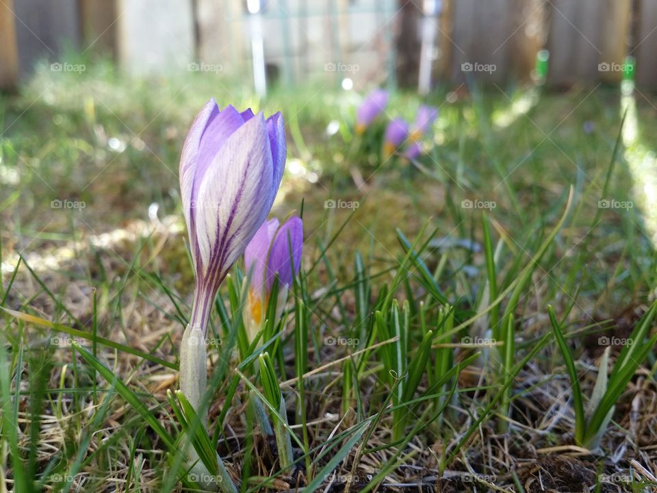 Crocus a early sign of spring