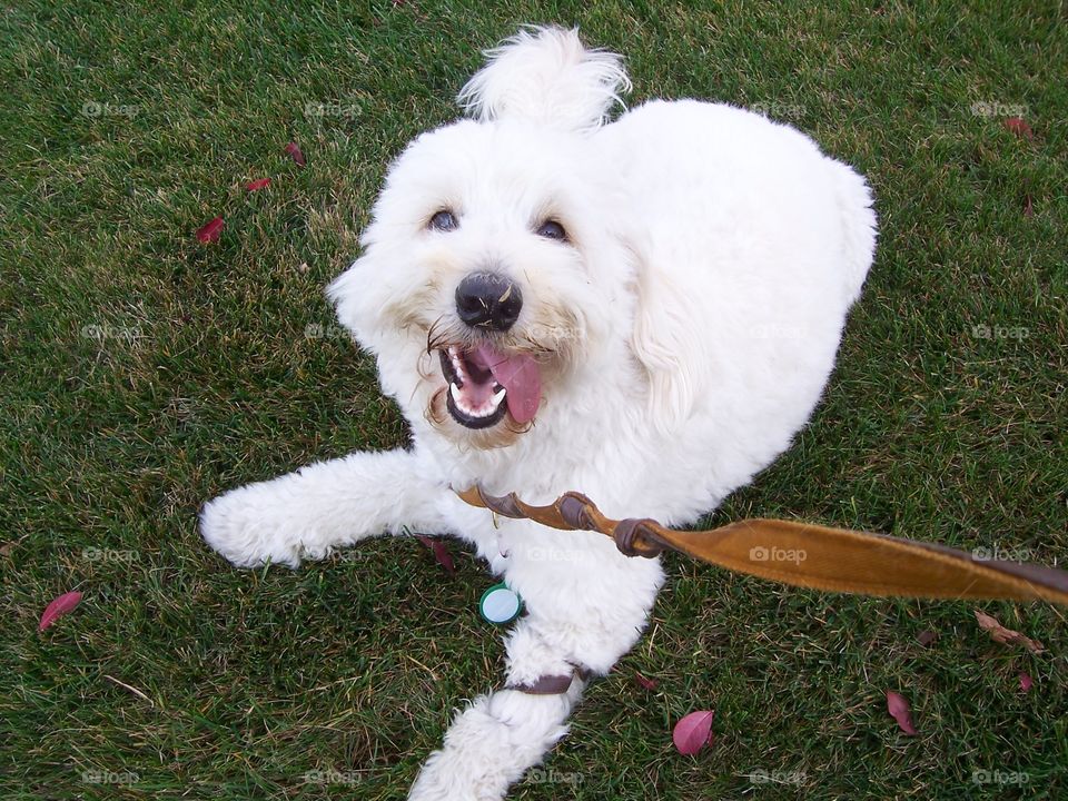 She is happy to be back from her walk.