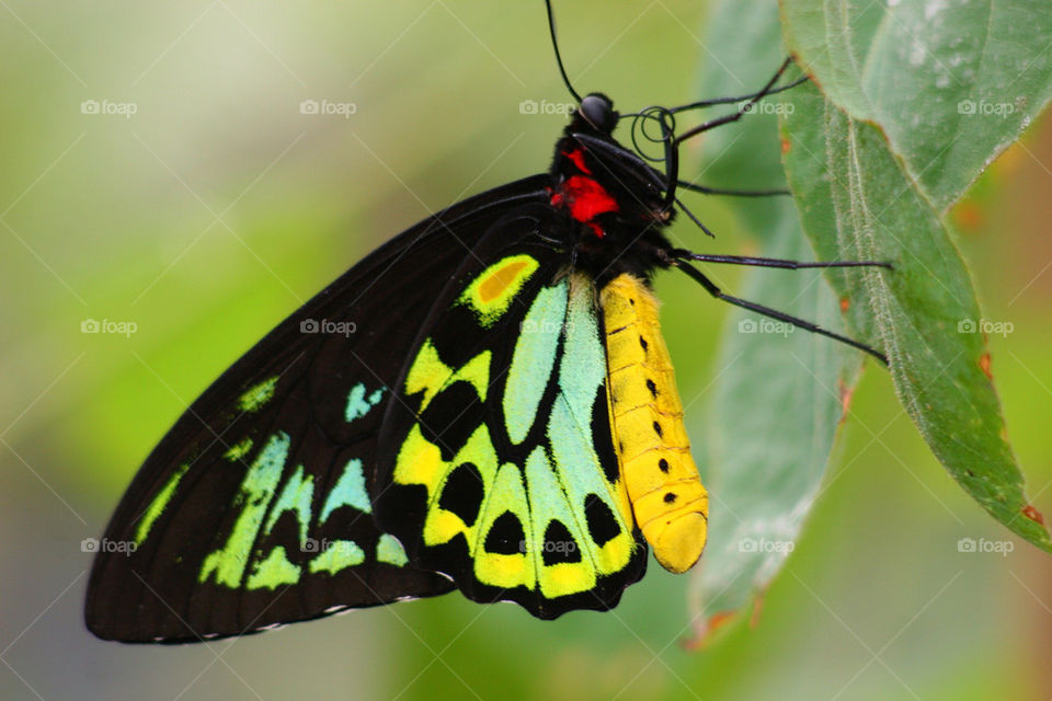 Butterfly perching on leaf