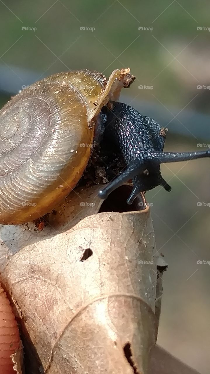 Invertebrate, Snail, Shellfish, Slow, Gastropod