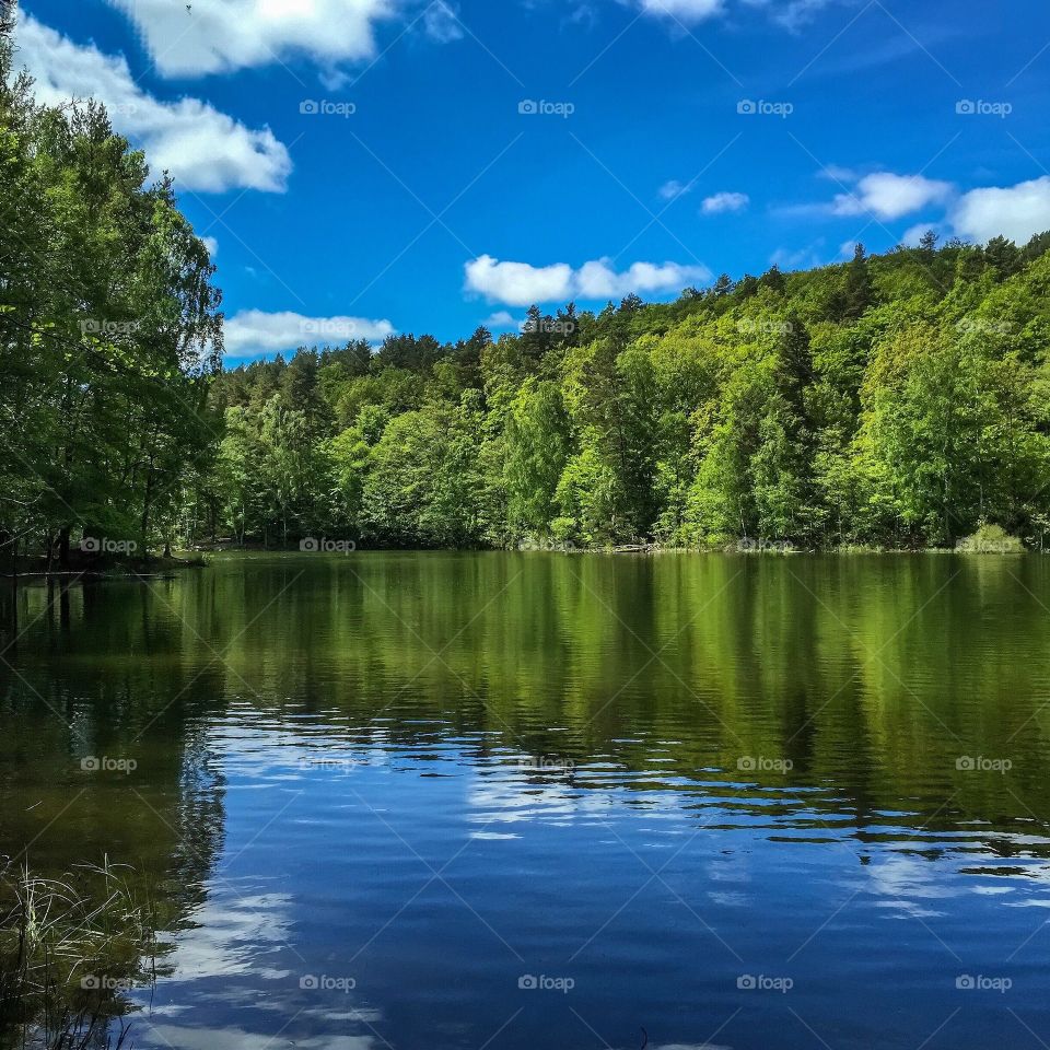 Reflection of forest on lake