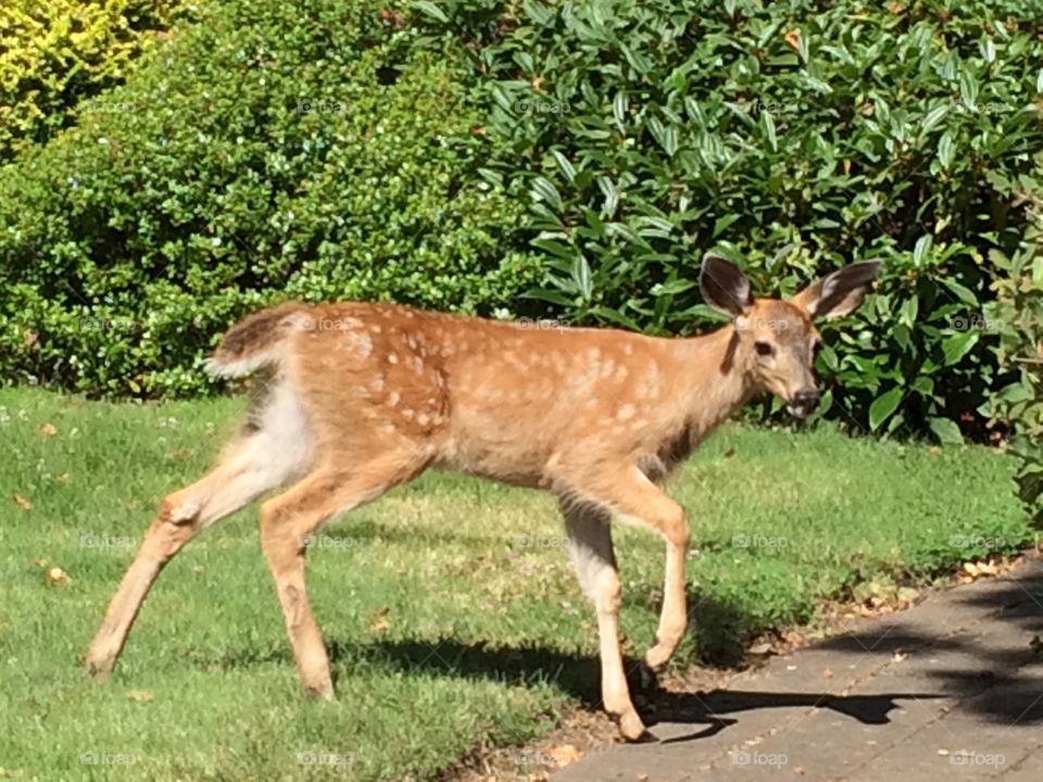 Baby deer crossing my path. Must be luck 😊