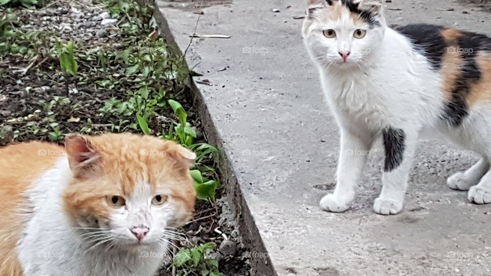 tom cat and kitten family