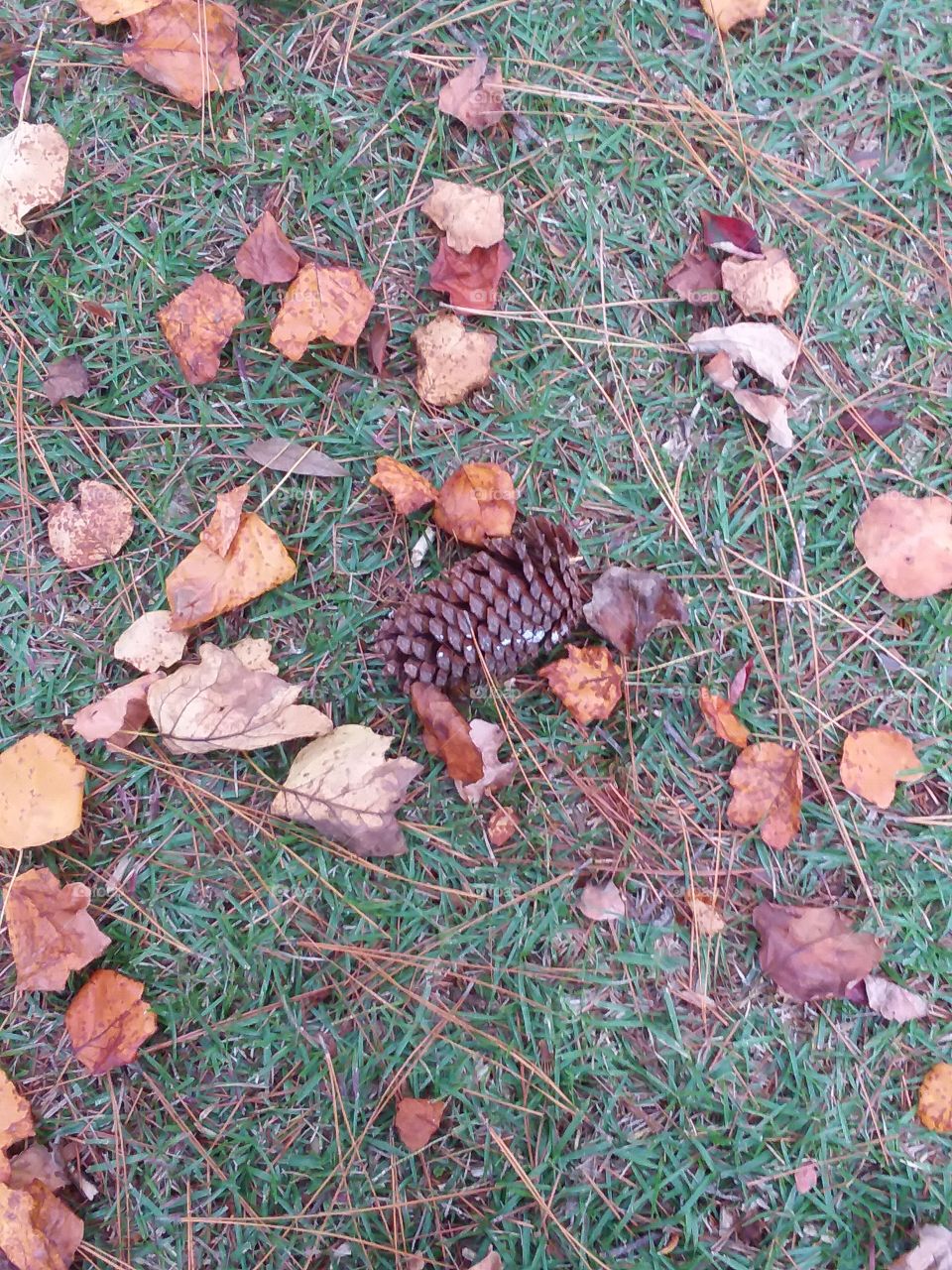 fall leaves and pine cone on the ground