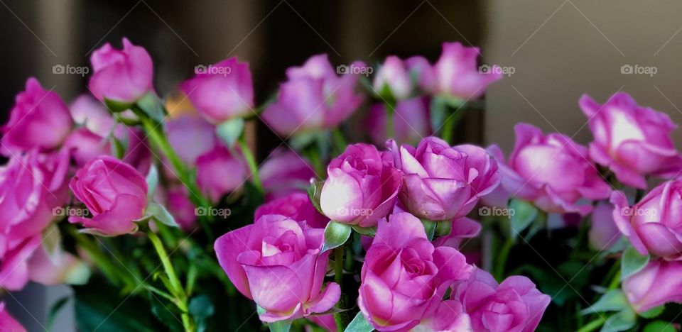 Tiny pink roses 