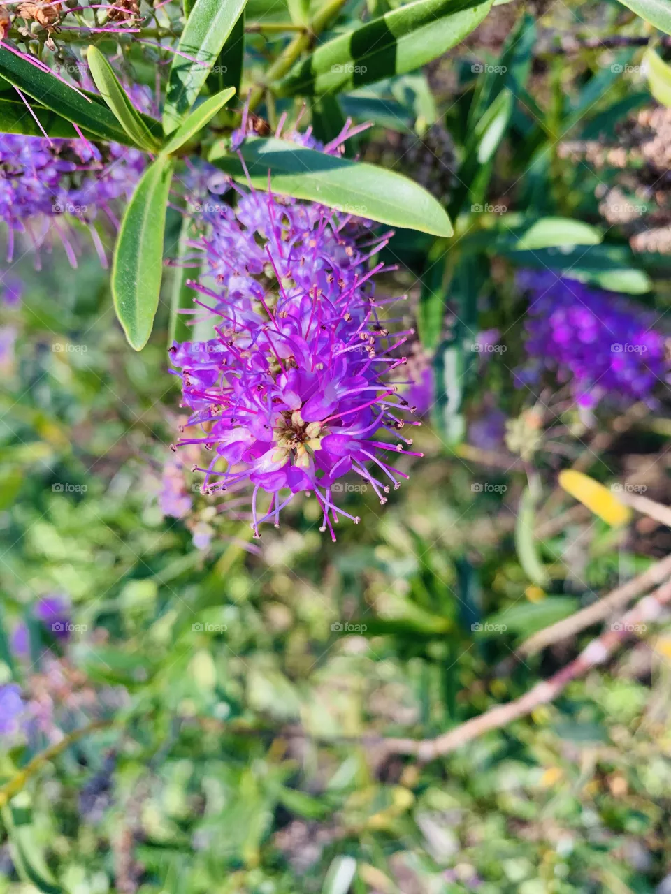 Flor morada