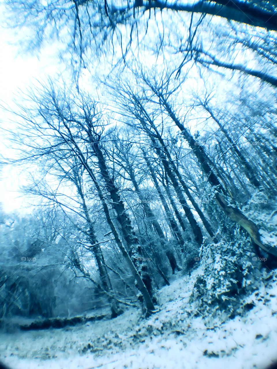 An eerie image of distorted snow covered trees in rural France - January 2019