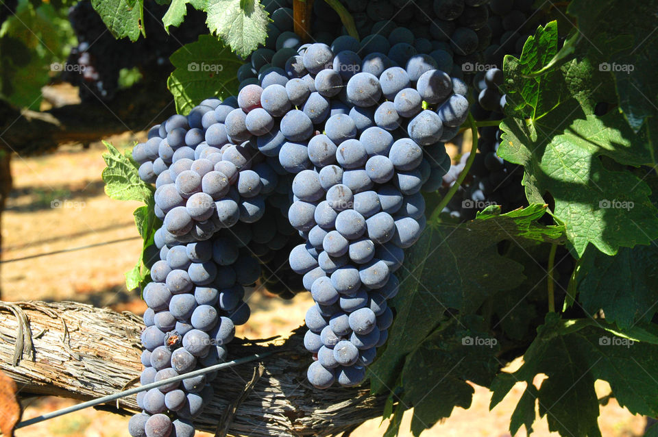 Grapes growing on the vine in a vineyard in Napa California. 