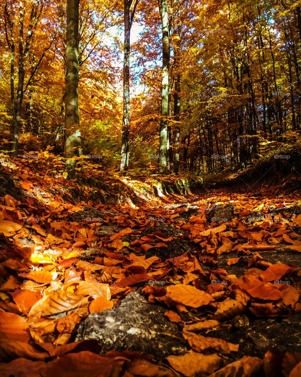 Fall, Leaf, Wood, Tree, Nature