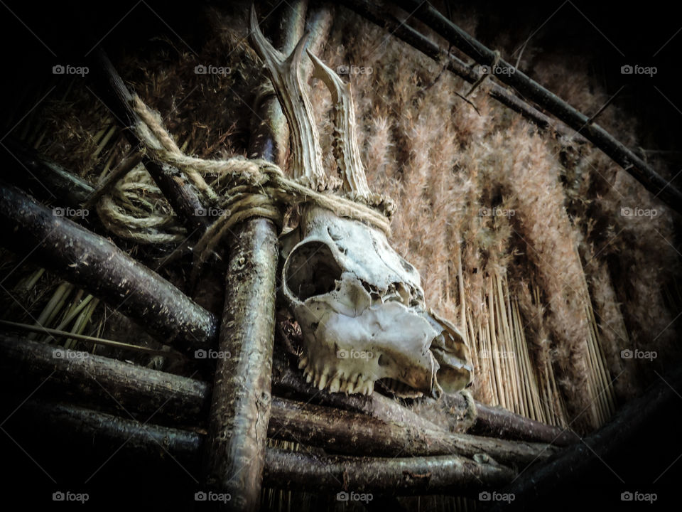 Animal cranium in a Iron age town in Lejre, Denmark. 