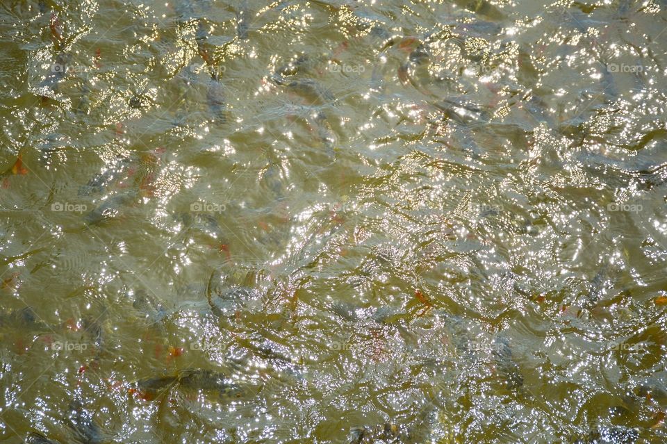 Fish in water pond