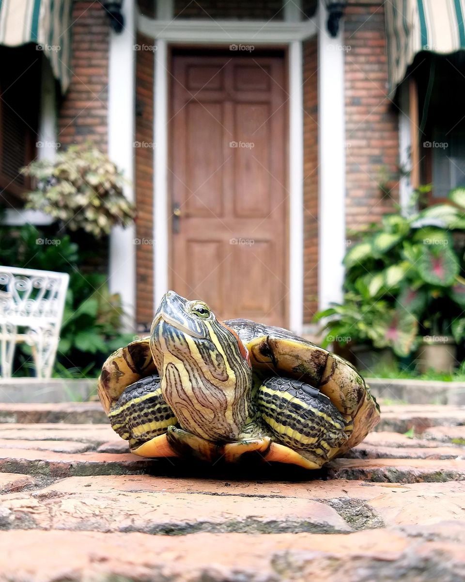 turtle and home