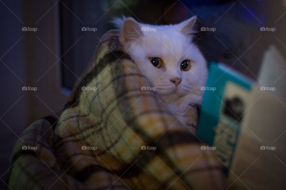 Beautiful furry white cat