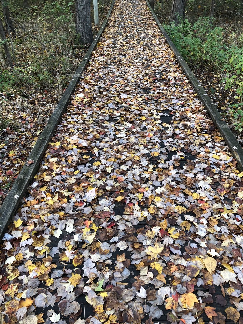 Fallen Leaves. 
