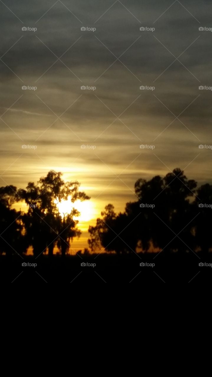 A SUNSET , A SILLOUETTE , BLESSED TREES, A HUGE SUN I SEE .  SMOOTHLY BLENDED AS IF A FINGER SMOOTHED WITH COLORS OF GOLDEN SPLENDOR.