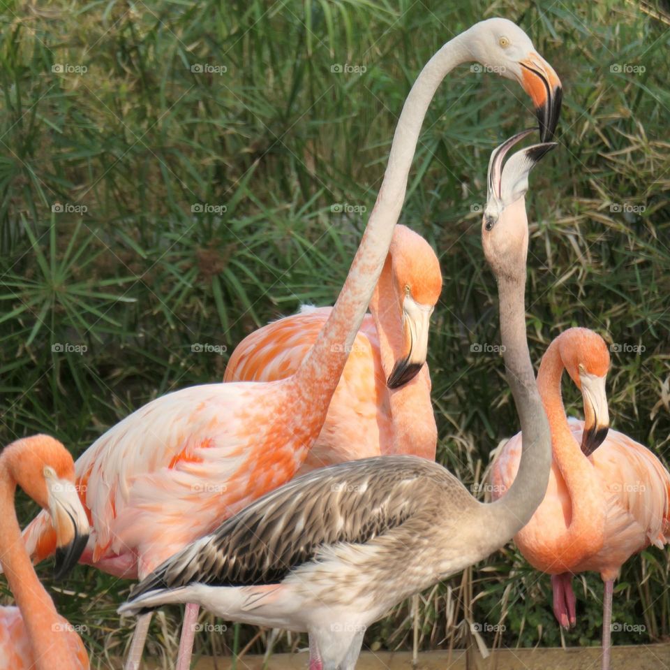 Greater flamingos at the zoo of Barcelona (feeding)