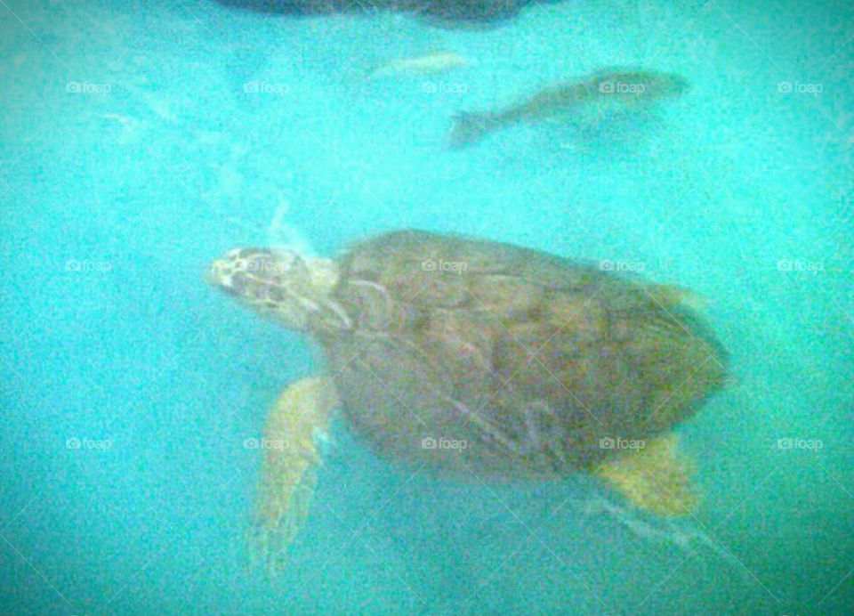 a glimpse of a sea turtle