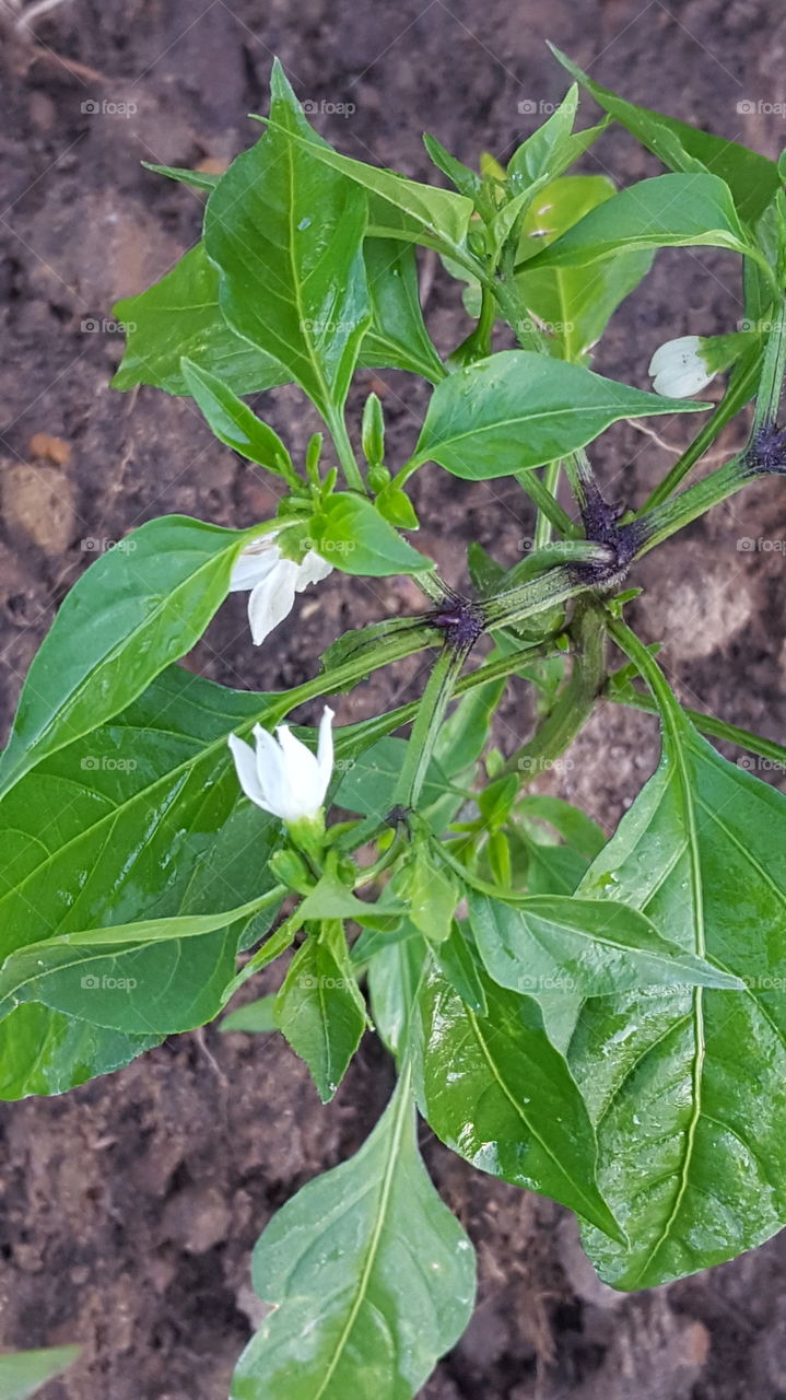 Pepper Plant with Blooms